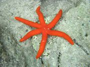 Sea Star